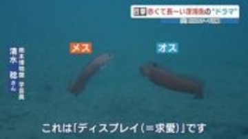 春の天草の海に潜ってみたら…珍魚‶イッテンアカタチ〟のキュートな恋が始まっていました！　「よく撮れていますね」専門家も驚き