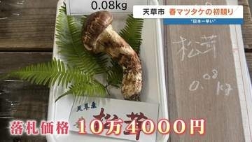 今年も高橋英樹さんが競り落とす 「日本一早い」春マツタケ1本10万4000円　熊本・天草市の青果市場