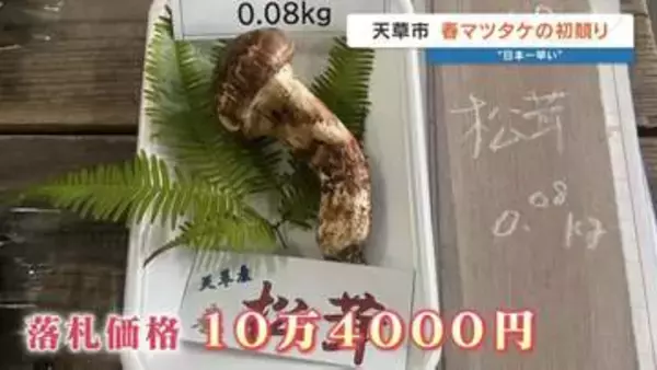 今年も高橋英樹さんが競り落とす 「日本一早い」春マツタケ1本10万4000円　熊本・天草市の青果市場