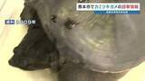 「【近づかない！】住宅街で特定外来生物「カミツキガメ」目撃情報　捕獲を急ぐ　熊本市東区」の画像1