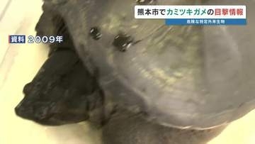 【近づかない！】住宅街で特定外来生物「カミツキガメ」目撃情報　捕獲を急ぐ　熊本市東区