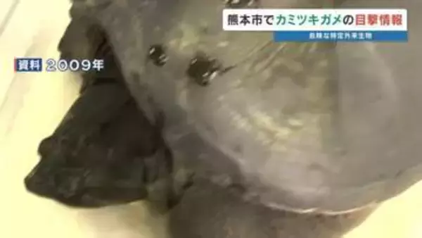 【近づかない！】住宅街で特定外来生物「カミツキガメ」目撃情報　捕獲を急ぐ　熊本市東区