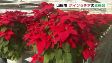 赤と緑の「クリスマスフラワー」ポインセチアの直売会 観賞用やプレゼントに人気　熊本県山鹿市