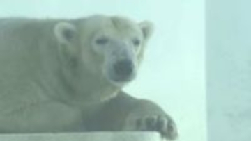 “さよなら『マルル』” 熊本市動植物園の人気者が12月に釧路へ引っ越し　毎日通うファンも「実感ない」