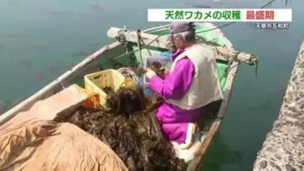 これが「天然ワカメ」の収穫方法！漁師お手製 “長さ3mの鎌ざお”活躍　熊本県天草市