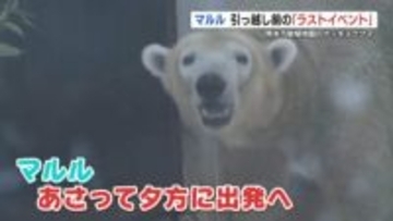 ホッキョクグマ「マルル」　北海道へ引っ越し前にラストイベント　熊本市動植物園
