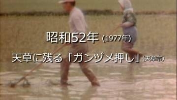 天草に残る「ガンヅメ押し」【昭和52年・1977年】～RKKニュースミュージアム～ 熊本