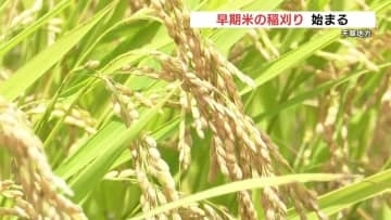 黄金色のコシヒカリを一足早く食卓へ 早期米の稲刈り始まる　熊本・天草地方