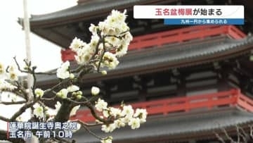 ほのかな甘い香り、目の前には盆梅と寺院　九州一円から44鉢が集まる　玉名盆梅展