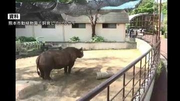 【速報】サイに襲われ飼育員けが　頭蓋骨などを骨折し重傷　繁殖のためオスメスを引き合わせる準備中　熊本市動植物園