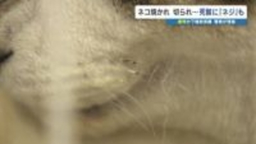 ネコ焼かれ切られ、火葬すると出てきた『ネジ』… 複数匹が虐待か？　警察の捜査はじまる