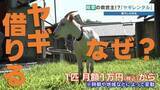 「【リピート確定】月額1万円から駆け付ける"草刈り要員"はヤギ！？　猛暑も急斜面も克服し、ヒトの心まで和ませる最強のレンタルサービス」の画像1