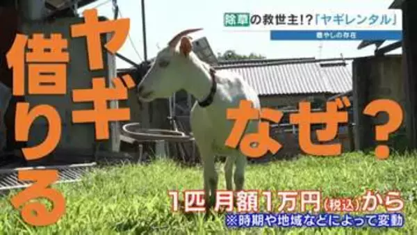 【リピート確定】月額1万円から駆け付ける"草刈り要員"はヤギ！？　猛暑も急斜面も克服し、ヒトの心まで和ませる最強のレンタルサービス