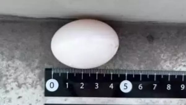 ベランダで見つけた「ハトの卵」勝手に捨てたら法律違反！？ 市役所に聞いて、正しく処理してみたら意外と…　＜2025年アーカイブス＞