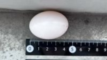 ベランダで見つけた「ハトの卵」勝手に捨てたら法律違反！？ 市役所に聞いて、正しく処理してみたら意外と…　＜2025年アーカイブス＞