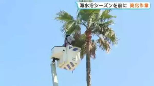頭上注意！落下すれば車も破損…天草の海水浴場でパーム椰子の剪定 安全守るため九電送配電が清掃活動　熊本