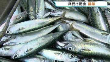 初夏の漁港に活気 「棒受け網漁」が本格始動！マイワシやサバなど70トン水揚げ　熊本・天草