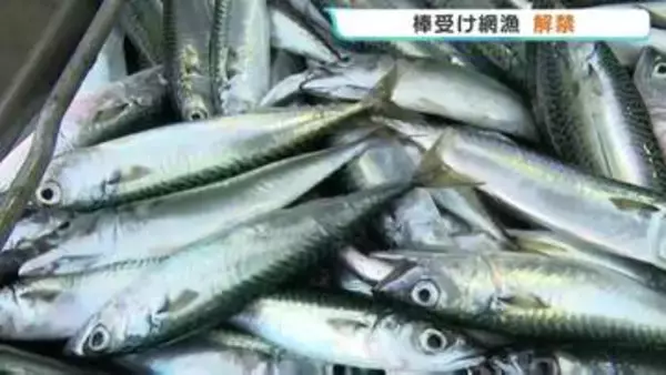 初夏の漁港に活気 「棒受け網漁」が本格始動！マイワシやサバなど70トン水揚げ　熊本・天草