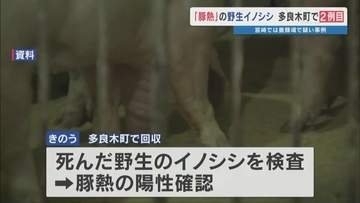 熊本で野生イノシシ"2例目"の豚熱感染　隣県の都城市では養豚場で陽性疑い　熊本県は防疫対策会議へ