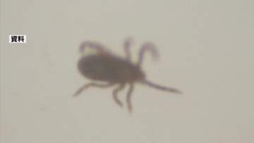 マダニが原因の感染症で90代女性が死亡　県内で今年初　熊本・天草市