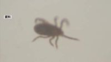 マダニが原因の感染症で90代女性が死亡　県内で今年初　熊本・天草市