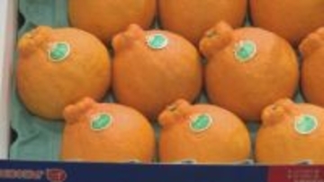 「命に関わる暑さ」に執念の対策　熊本産デコポンの販売数1万6000トンで例年並みに回復 “甘味と酸味のバランスよく”