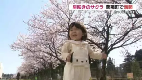 早咲きの「春めき桜」満開 　熊本・菊陽町「富士フイルム」敷地内を一般開放中