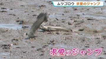 ムツゴロウが求愛のジャンプ！　干潟に棲む絶滅危惧種の希少な魚　熊本・宇土市