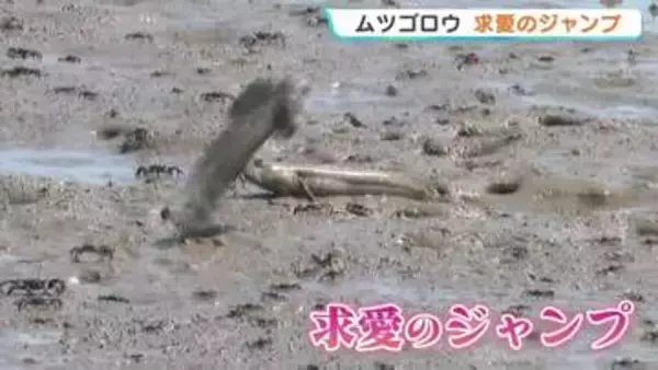 ムツゴロウが求愛のジャンプ！　干潟に棲む絶滅危惧種の希少な魚　熊本・宇土市