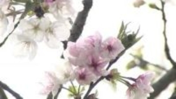 熊本城の新種サクラ名は「八十姫（やそひめ）」に決定！　名前の由来は加藤清正の娘…「苦労がないように」と願う復興への思い　投票5797票の過半数が支持