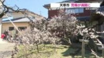 臥龍梅「兜梅」（かぶとうめ）が見ごろ　その名の由来は・・・？　天草市延慶寺