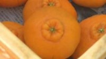 デコポン初売りに向け「不知火」の収穫始まる　初売りは12月1日　熊本県天草市