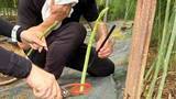 「【夏こそ アスパラ】収穫目安は27㎝　巨大な"親"から育つアスパラガスはチンアナゴみたい！？　取材協力農家は海外移籍Jリーガーの父だった…」の画像1