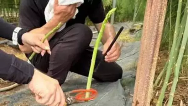 【夏こそ アスパラ】収穫目安は27㎝　巨大な"親"から育つアスパラガスはチンアナゴみたい！？　取材協力農家は海外移籍Jリーガーの父だった…