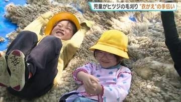 小さな手でバリカンを持って…　小学生が羊の「毛刈り」体験　熊本・南小国町