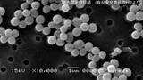 「【弁当で食中毒発生】黄色ブドウ球菌で5人が腹痛など訴え　八代の飲食店「がらっぱ」28～29日営業停止　熊本県」の画像1