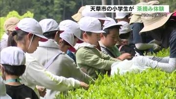天草の小学生が新茶作りに全力投球　手作業2時間の集大成　自分たちで淹れた一杯は「うまっ！」格別の味