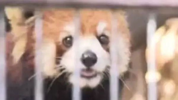 人気者のレッサーパンダ「杏香」あと1か月でお別れ　ありがとう、いってらっしゃいで会いに来て！　熊本市動植物園