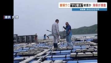 養殖ウニ「すり替え」か　被害額は約6000万円　熊本県天草市の水産会社が通報　海上保安部が捜査