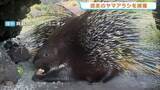 「なんと「穴掘り」で脱走　ヤマアラシ2匹が飼育小屋から外へ　園内で無事捕獲　熊本・阿蘇市」の画像1