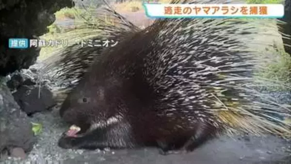 なんと「穴掘り」で脱走　ヤマアラシ2匹が飼育小屋から外へ　園内で無事捕獲　熊本・阿蘇市