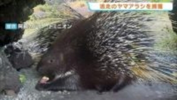 なんと「穴掘り」で脱走　ヤマアラシ2匹が飼育小屋から外へ　園内で無事捕獲　熊本・阿蘇市