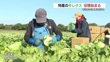 “シャキッと甘い” 冬レタスの収穫が盛ん　熊本県苓北町