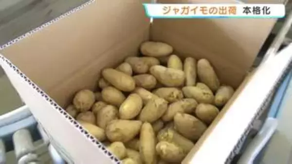 ジャガイモ「愛ポテトきたしんち」全国へ出荷　イグサに代わる特産品に　熊本・八代市