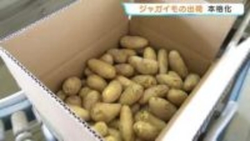 ジャガイモ「愛ポテトきたしんち」全国へ出荷　イグサに代わる特産品に　熊本・八代市