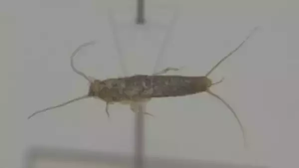 銀色で高速移動、お尻には3本の毛　紙を食べる「紙魚」何と読む？　3億年前から不変の生態 注意度は「一級レベル」