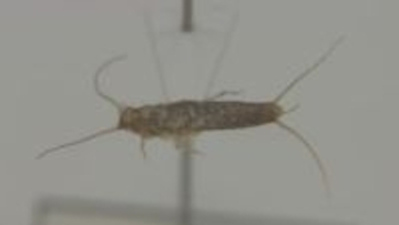 銀色で高速移動、お尻には3本の毛　紙を食べる「紙魚」何と読む？　3億年前から不変の生態 注意度は「一級レベル」