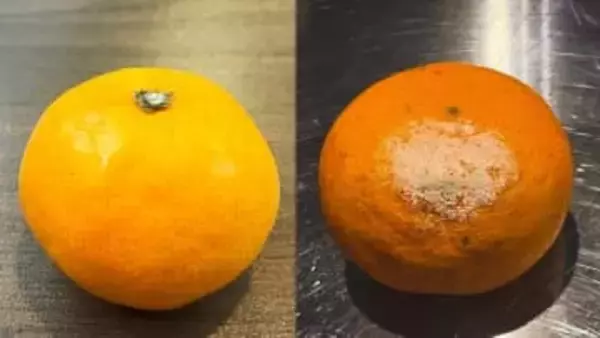 箱買いミカンは「逆さま」に？潰れる“悲劇”を防ぐ、プロ直伝『ミカン保管術』