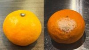 箱買いミカンは「逆さま」に？潰れる“悲劇”を防ぐ、プロ直伝『ミカン保管術』