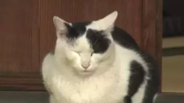 「吾輩は地域猫である」名前はあるけど 自由きまま　夏目漱石旧居をご案ニャい　熊本